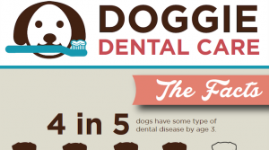 Your furry BFF needs a healthy smile, too! Learn how to care for your pooch’s pearly whites: