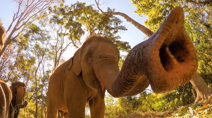 elephant teeth 