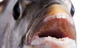 When you think of a fish, you probably don’t visualize a gap-toothed grin. Odds are you picture a pursed pair of lips swimming in an aquarium. So, do fish have teeth under their puckered pouts?