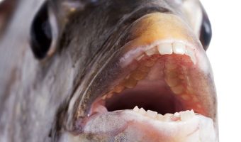 When you think of a fish, you probably don’t visualize a gap-toothed grin. Odds are you picture a pursed pair of lips swimming in an aquarium. So, do fish have teeth under their puckered pouts?