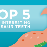 In honor of Dinosaur Day in June, we’re highlighting some of the most interesting dinosaur teeth. Learn about some of the most fascinating dino teeth variations!